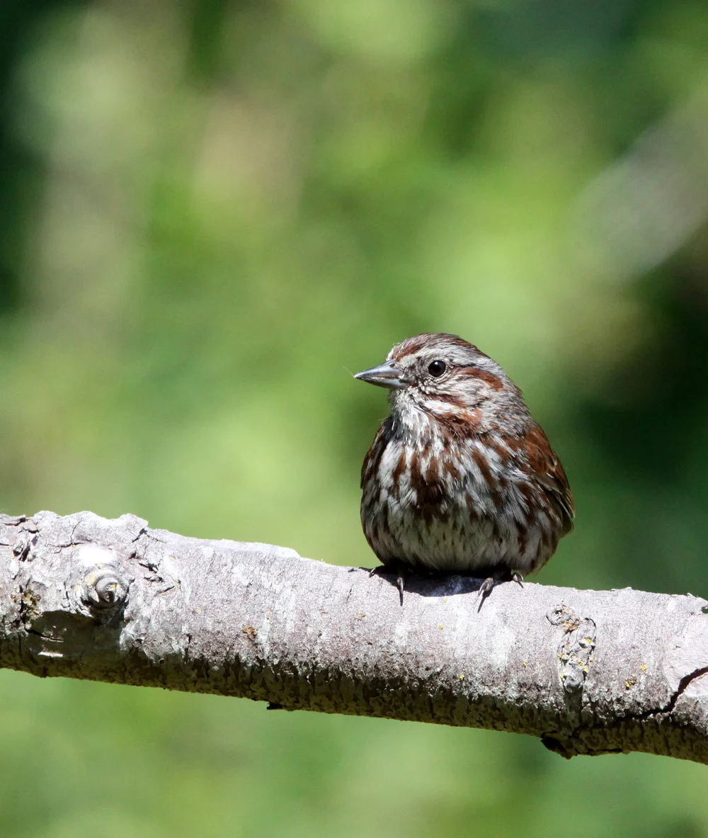 Song Sparrow (Melospiza melodia) USA — Coke Smith Wildlife